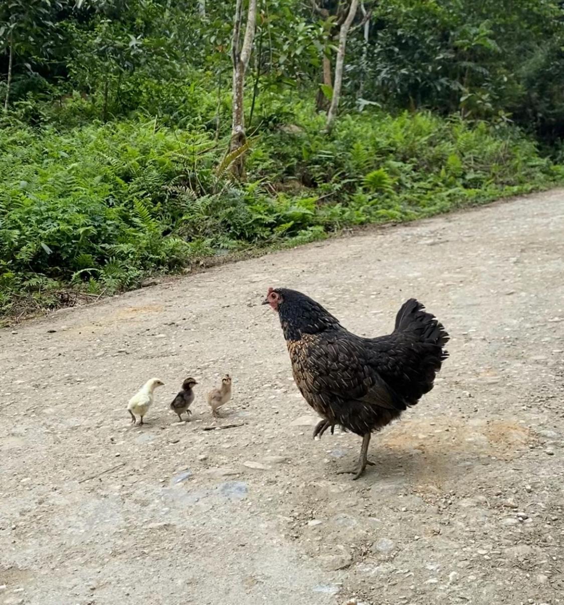 Séjour à la campagne Bikki's Jungle