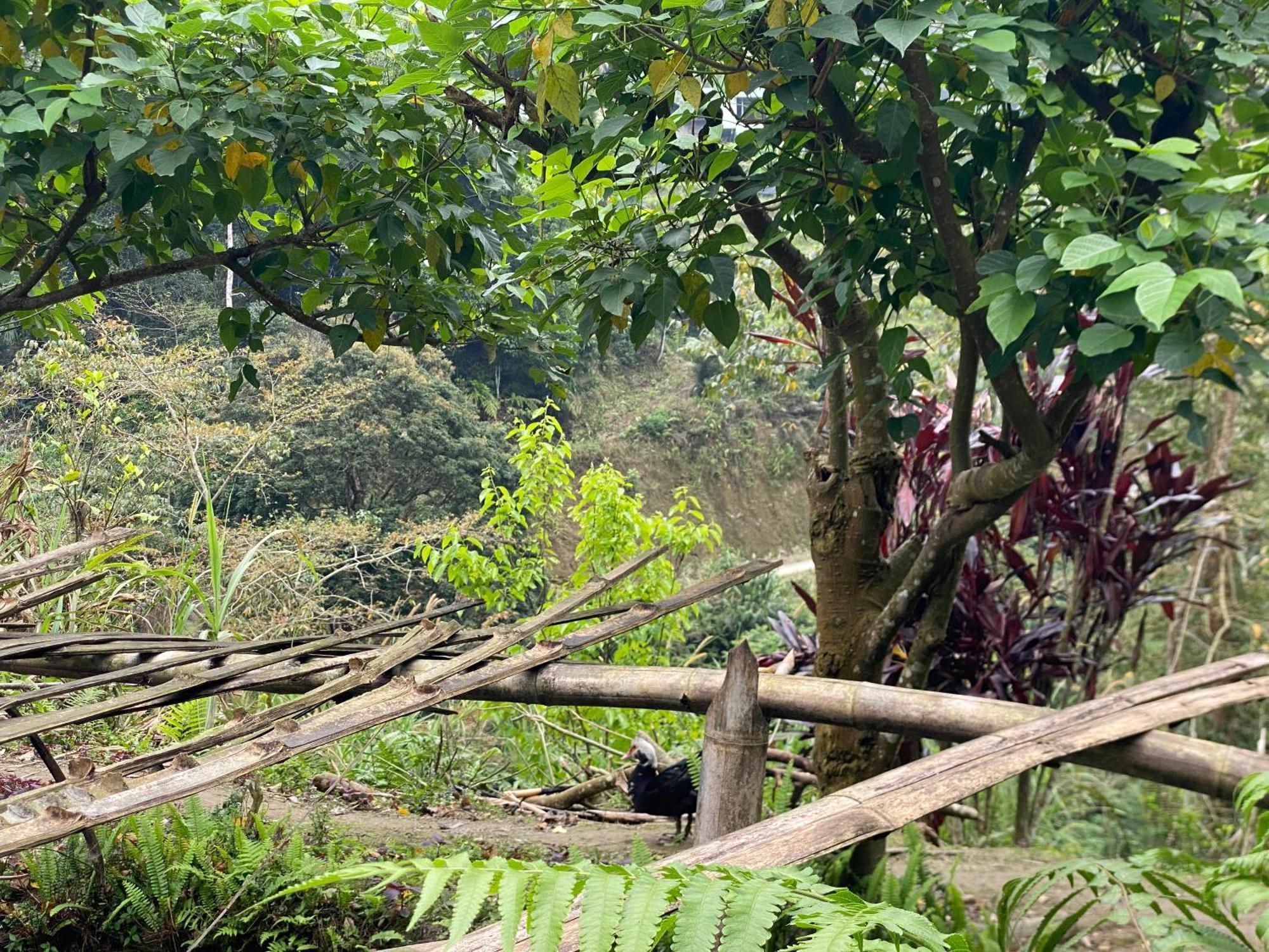 Bikki's Jungle